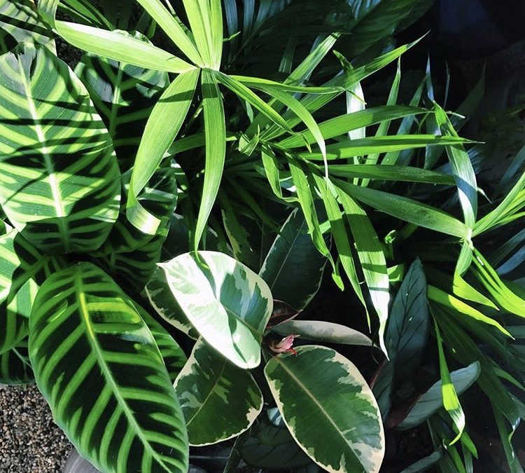 Indoor Plants!