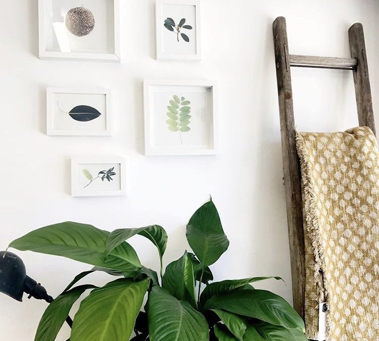 Feng Shui Tip For The House – Green Plants