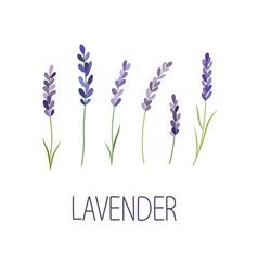 Daily Use Of Essential Oils – Lavender