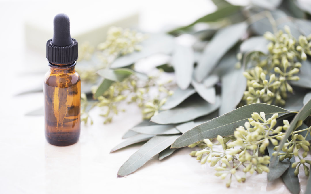 Daily Use Of Essential Oils – Eucalyptus