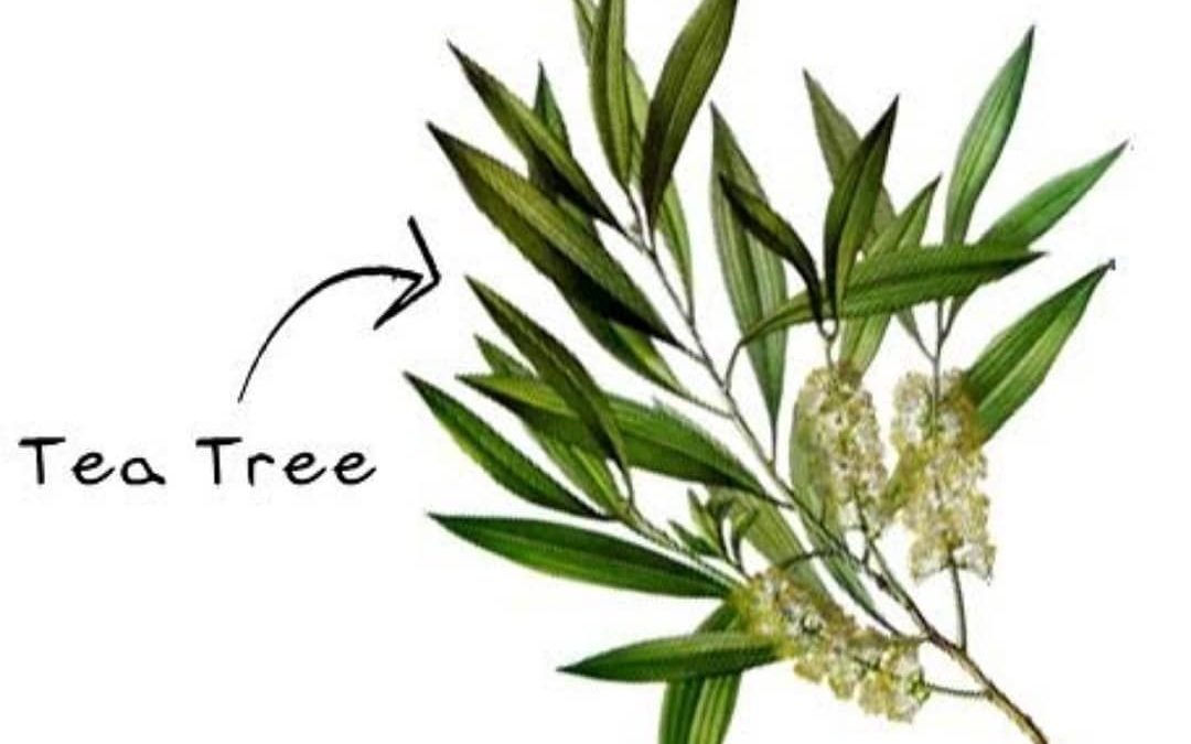 Daily Use Of Essential Oils – Tea Tree Oil